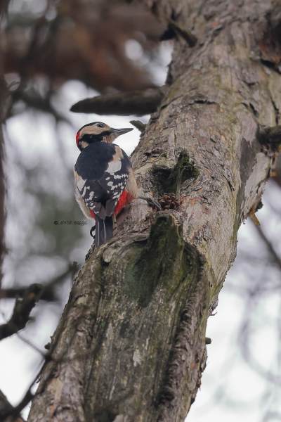 BR8A5439-Grote-bonte-Specht-Great-Spotted-Woodpecker-Buntspecht-Pic-epeiche-Pico-picapinos_1