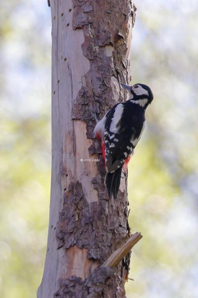 BR8A7534-Grote-bonte-Specht-Great-Spotted-Woodpecker-Buntspecht-Pic-epeiche-Pico-picapinos_1