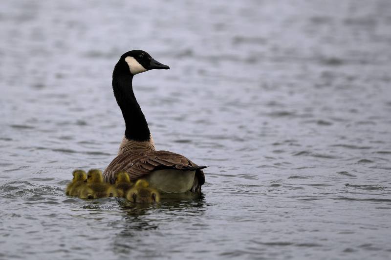 B65A1760-Grote-Canadese-Gans-Greater-Canada-Goose-Kanadagans-Bernache-du-Canada-Barnacla-canadiense-_1