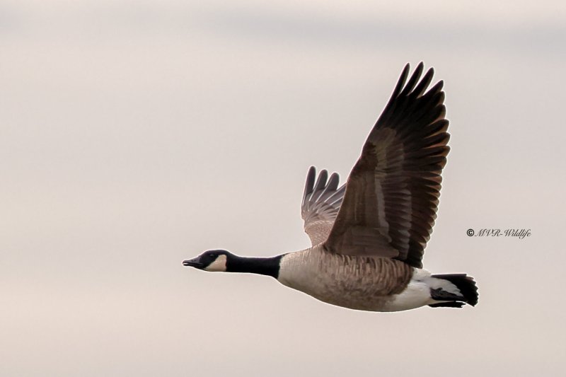 BR8A4353-Grote-Canadese-Gans-Greater-Canada-Goose-Kanadagans-Bernache-du-Canada-Barnacla-canadiense-_1