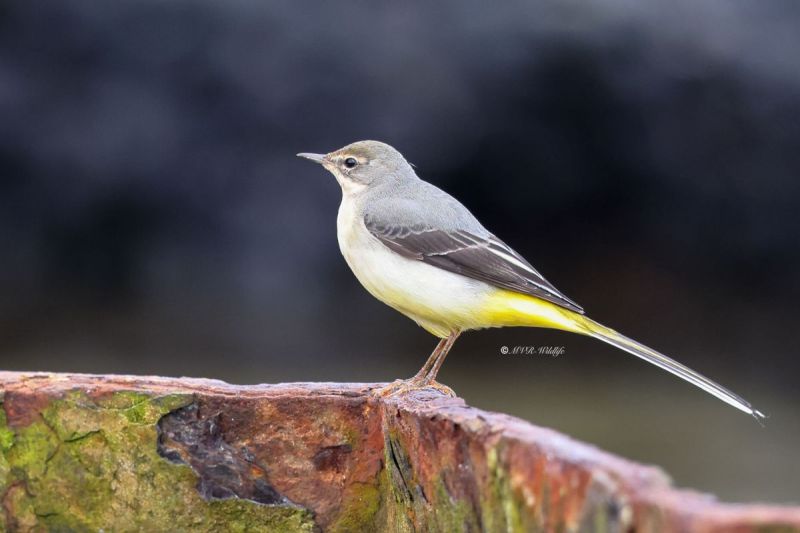 BR8A4229-Grote-Gele-Kwikstaart-Grey-Wagtail-Grey-Wagtail-Gebirgsstelze-Bergerronnette-des-Ruisseaux-Lavandera-cascadena-_1