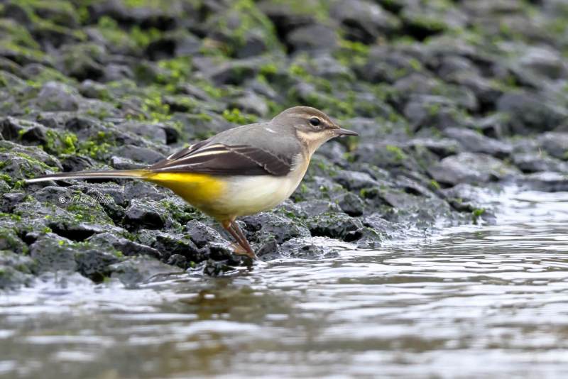 BR8A4261-Grote-Gele-Kwikstaart-Grey-Wagtail-Grey-Wagtail-Gebirgsstelze-Bergerronnette-des-Ruisseaux-Lavandera-cascadena-_1