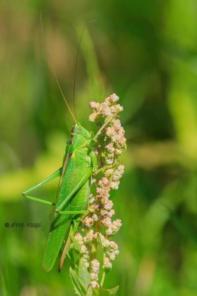 B65A0781-Grote-groene-sabelsprinkhaan-Tettigonia-viridissima-Great-Green-Bush-cricket-unes-Heupferd-La-Grande-sauterelle-verte-1_1