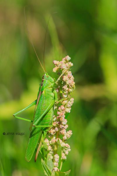 B65A0781-Grote-groene-sabelsprinkhaan-Tettigonia-viridissima-Great-Green-Bush-cricket-unes-Heupferd-La-Grande-sauterelle-verte-1_1