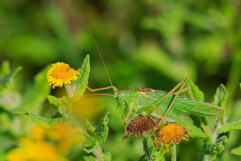 B65A7560-Grote-groene-sabelsprinkhaan-Tettigonia-viridissima-Great-Green-Bush-cricket-unes-Heupferd-La-Grande-sauterelle-verte-1_1