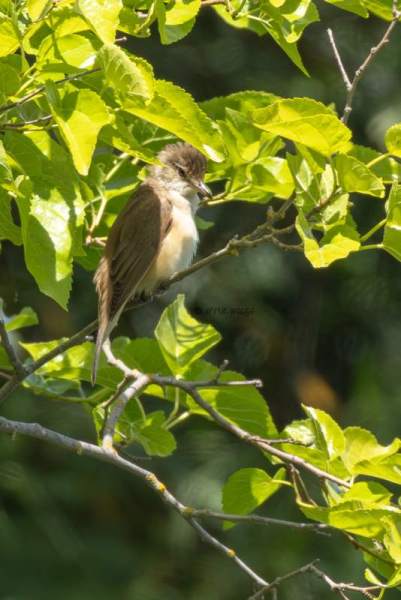 0N0A9747-Grote-Karekiet-Acrocephalus-arundinaceus-Great-Reed-Warbler-Drosselrohrsanger-Rousserolle-turdoide-Carricero-tordal_1