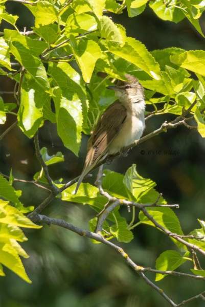 0N0A9906-Grote-Karekiet-Acrocephalus-arundinaceus-Great-Reed-Warbler-Drosselrohrsanger-Rousserolle-turdoide-Carricero-tordal_1