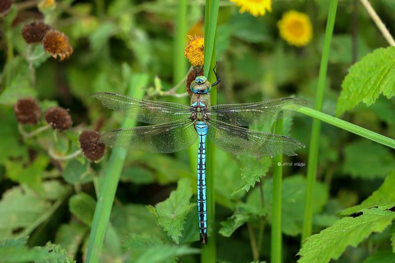 A34I2198-Grote-keizerlibel-Anax-Imperator-Blue-Emperor-Grosse-Koningslibelle-Anax-empereur_1