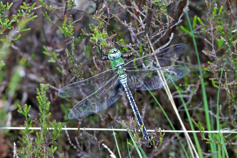 B65A0289-Grote-keizerlibel-Anax-Imperator-Blue-Emperor-Grosse-Koningslibelle-Anax-empereur_1