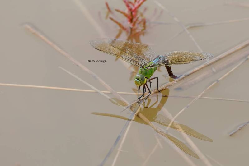 B65A6128-Grote-keizerlibel-Anax-Imperator-Blue-Emperor-Grosse-Koningslibelle-Anax-empereur_1