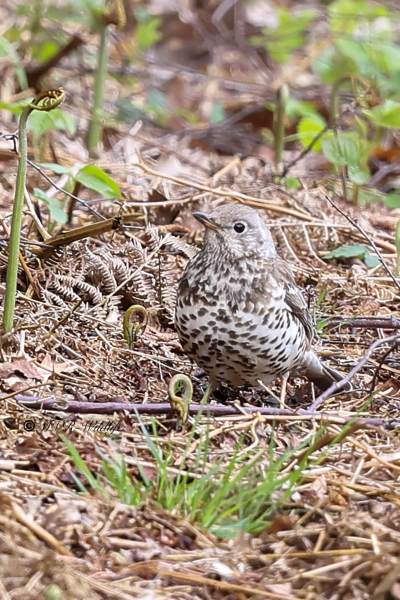 BR8A3125-Grote-Lijster-Turdus-viscivorus-Mistle-Thrush-Misteldrossel-Grive-draine-Zorzal-charlo_1