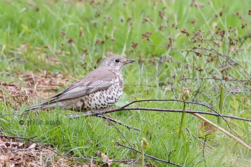BR8A3134-Grote-Lijster-Turdus-viscivorus-Mistle-Thrush-Misteldrossel-Grive-draine-Zorzal-charlo_1