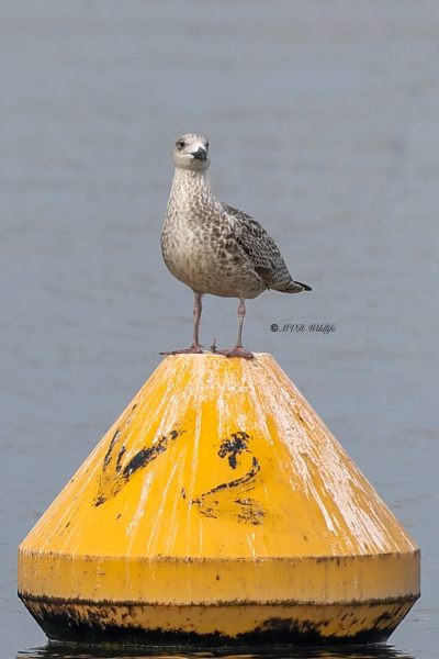 BR8A7207-Grote-Mantelmeeuw-Great-Black-backed-Gull-Mantelmowe-Goeland-marin-Gavion-atlantico_1