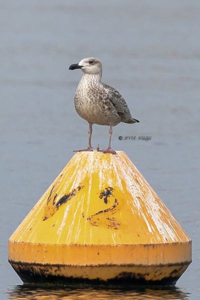 BR8A7209-Grote-Mantelmeeuw-Great-Black-backed-Gull-Mantelmowe-Goeland-marin-Gavion-atlantico_1