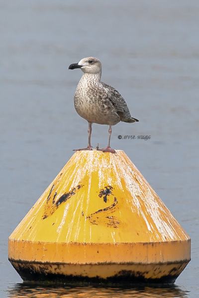 BR8A7209-Grote-Mantelmeeuw-Great-Black-backed-Gull-Mantelmowe-Goeland-marin-Gavion-atlantico_1