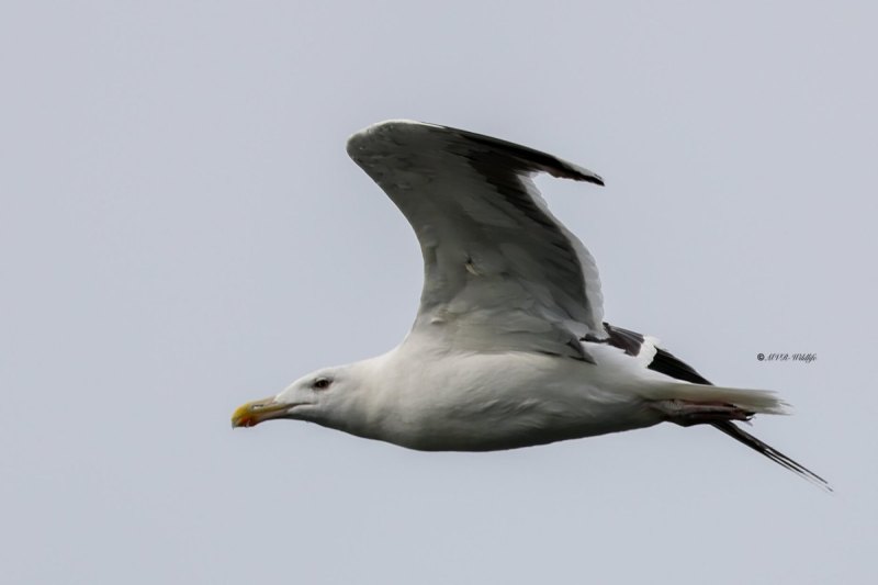 BR8A7211-Grote-Mantelmeeuw-Great-Black-backed-Gull-Mantelmowe-Goeland-marin-Gavion-atlantico_1