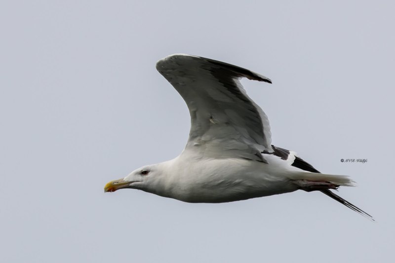 BR8A7211-Grote-Mantelmeeuw-Great-Black-backed-Gull-Mantelmowe-Goeland-marin-Gavion-atlantico_1