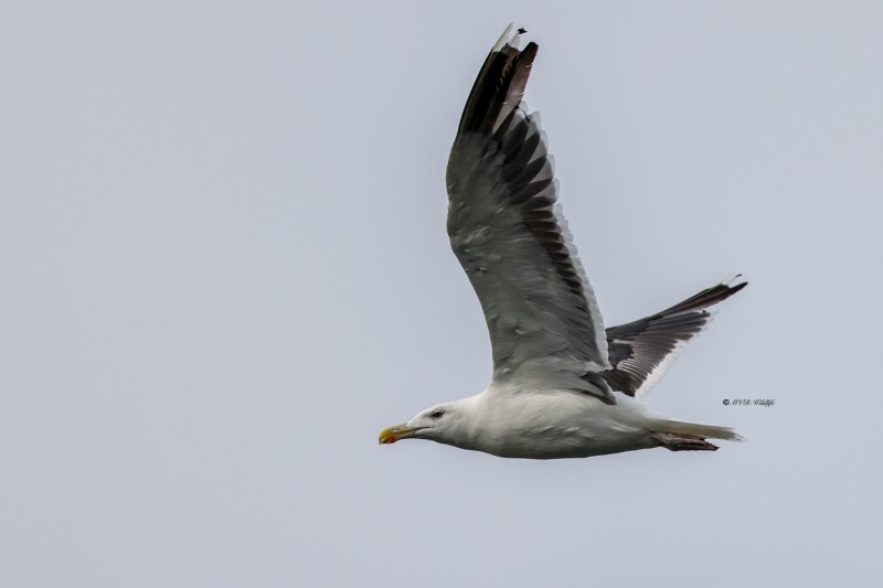 BR8A7212-Grote-Mantelmeeuw-Great-Black-backed-Gull-Mantelmowe-Goeland-marin-Gavion-atlantico_1