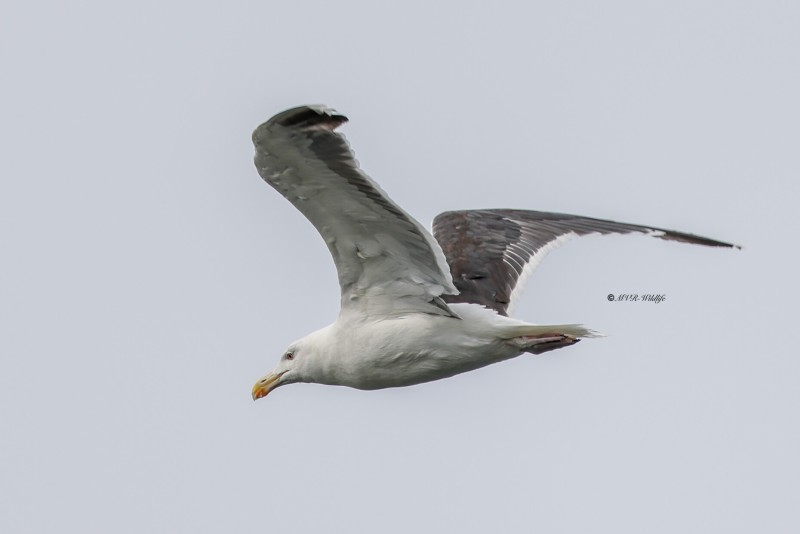 BR8A7218-Grote-Mantelmeeuw-Great-Black-backed-Gull-Mantelmowe-Goeland-marin-Gavion-atlantico_1