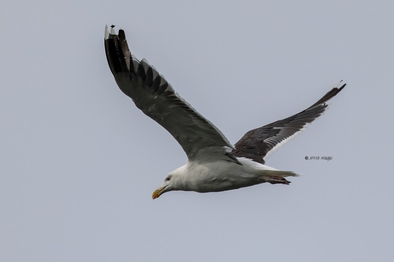BR8A7219-Grote-Mantelmeeuw-Great-Black-backed-Gull-Mantelmowe-Goeland-marin-Gavion-atlantico_1