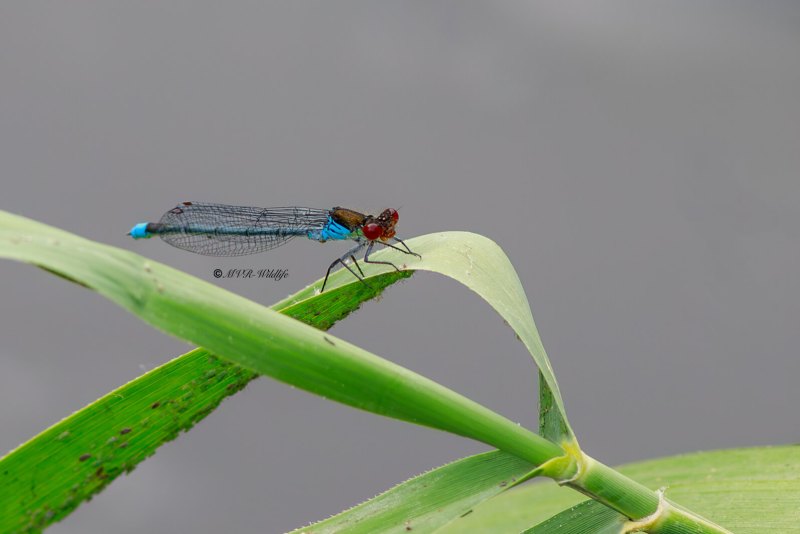 B65A5151-Grote-Roodoogjuffer-Erythromma-najas-Large-Redeye-Groses-Granatauge-Naiade-aux-yeux-rouges_1