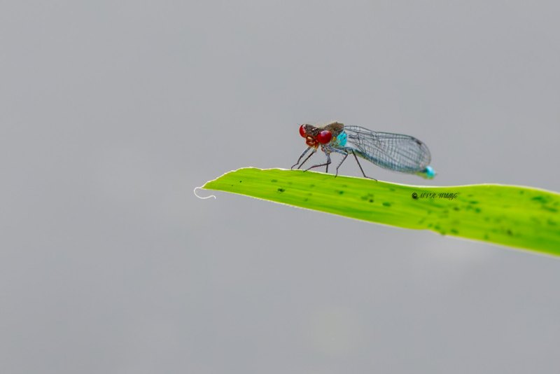 B65A5161-Grote-Roodoogjuffer-Erythromma-najas-Large-Redeye-Groses-Granatauge-Naiade-aux-yeux-rouges_1