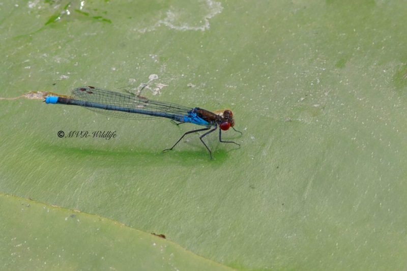 B65A5173-Grote-Roodoogjuffer-Erythromma-najas-Large-Redeye-Groses-Granatauge-Naiade-aux-yeux-rouges_1