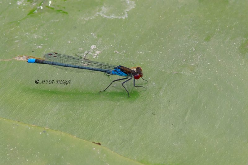 B65A5173-Grote-Roodoogjuffer-Erythromma-najas-Large-Redeye-Groses-Granatauge-Naiade-aux-yeux-rouges_1