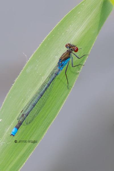 B65A5212-Grote-Roodoogjuffer-Erythromma-najas-Large-Redeye-Groses-Granatauge-Naiade-aux-yeux-rouges_1