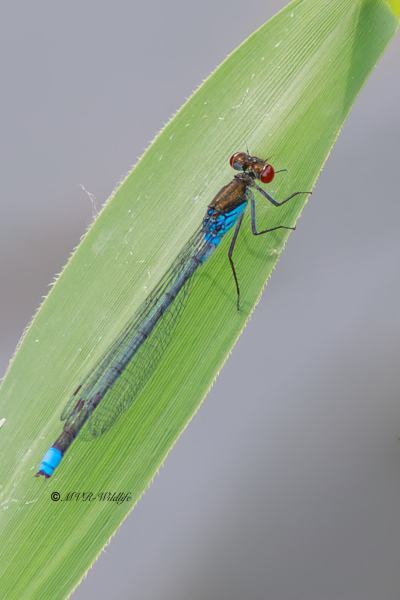 B65A5212-Grote-Roodoogjuffer-Erythromma-najas-Large-Redeye-Groses-Granatauge-Naiade-aux-yeux-rouges_1