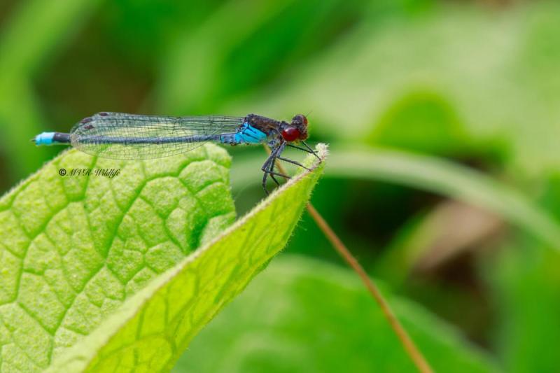 B65A5215-Grote-Roodoogjuffer-Erythromma-najas-Large-Redeye-Groses-Granatauge-Naiade-aux-yeux-rouges_1