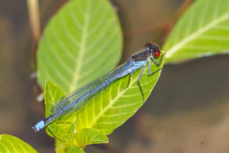 BR8A3063-Grote-Roodoogjuffer-Erythromma-najas-Large-Redeye-Groses-Granatauge-Naiade-aux-yeux-rouges_1