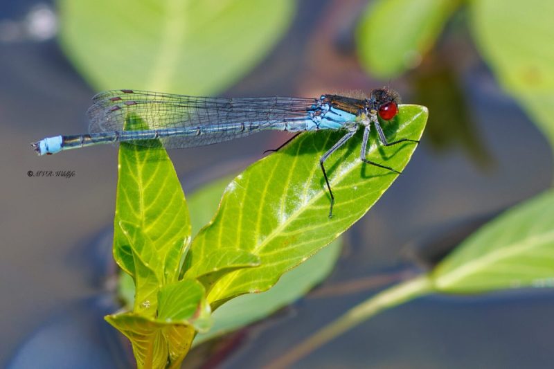 BR8A3070-Grote-Roodoogjuffer-Erythromma-najas-Large-Redeye-Groses-Granatauge-Naiade-aux-yeux-rouges_1