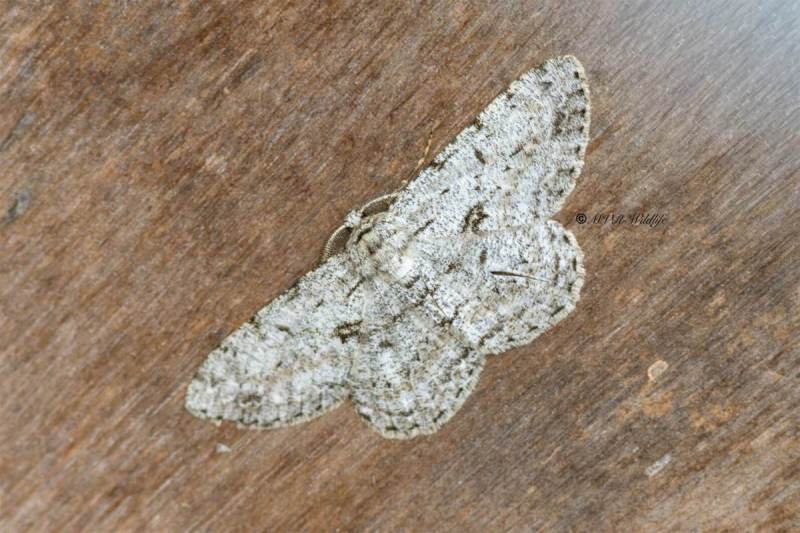 5X8A4821-2-Grote-spikkelspanner-Hypomecis-roboraria-Great-Oak-Beauty-Groser-Rindenspanner-Phalene-du-rouvre_1