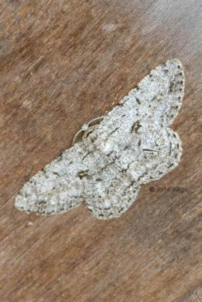 5X8A4821-Grote-spikkelspanner-Hypomecis-roboraria-Great-Oak-Beauty-Groser-Rindenspanner-Phalene-du-rouvre_1