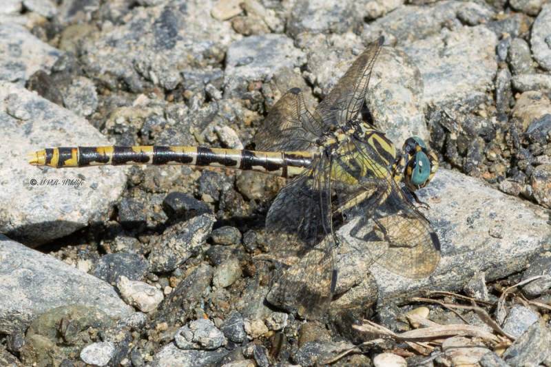 5X8A0655-Grote-tanglibel-Onychogomphus-uncatus-Large-Pincertail-Grose-Zangenlibelle-Gomphe-a-crochets-Onychogomphus-uncatus