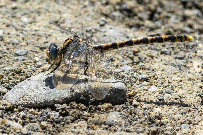 5X8A0678-Grote-tanglibel-Onychogomphus-uncatus-Large-Pincertail-Grose-Zangenlibelle-Gomphe-a-crochets-Onychogomphus-uncatus