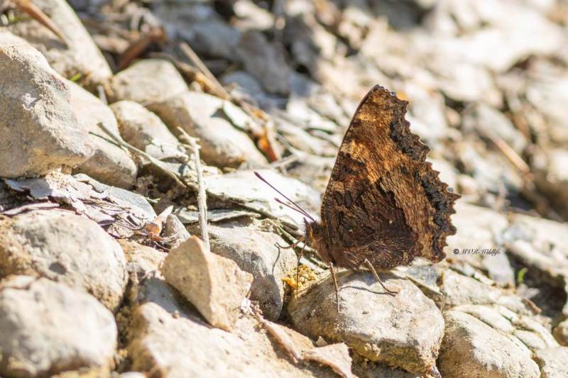 5X8A4415-Grote-vos-Nymphalis-polychloros-Large-Tortoiseshell-Groser-Fuchs-Grande-Tortue-Olmera_1
