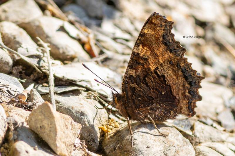 5X8A4417-Grote-vos-Nymphalis-polychloros-Large-Tortoiseshell-Groser-Fuchs-Grande-Tortue-Olmera_1