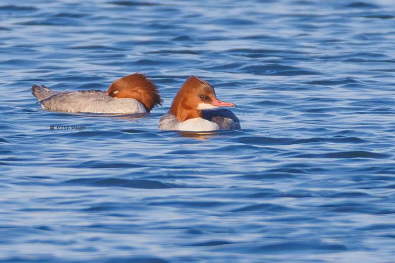 BR8A0012-Grote-Zaagbek-Mergus-merganser-Common-Merganser-Gansesager-Harle-bievre-Serreta-grande_1