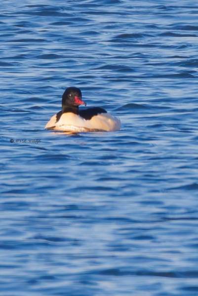 BR8A0025-Grote-Zaagbek-Mergus-merganser-Common-Merganser-Gansesager-Harle-bievre-Serreta-grande_1