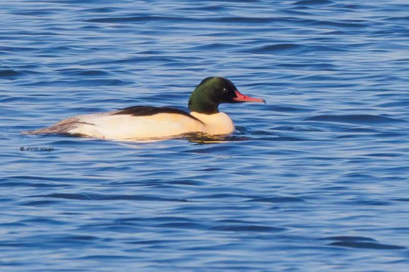 BR8A0031-Grote-Zaagbek-Mergus-merganser-Common-Merganser-Gansesager-Harle-bievre-Serreta-grande_1