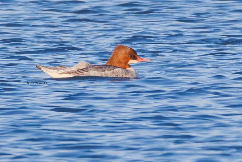 BR8A0058-Grote-Zaagbek-Mergus-merganser-Common-Merganser-Gansesager-Harle-bievre-Serreta-grande_1