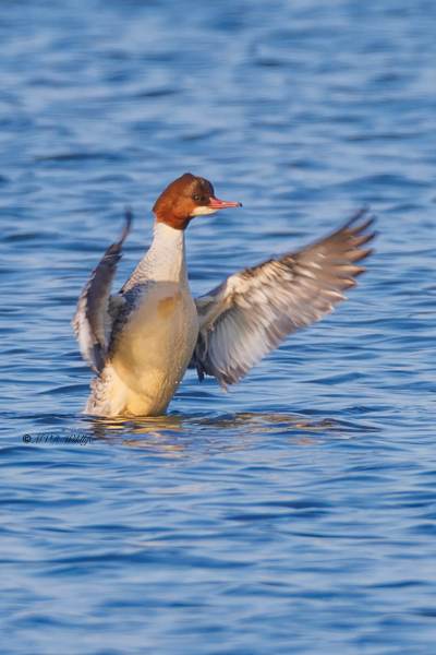 BR8A9723-Grote-Zaagbek-Mergus-merganser-Common-Merganser-Gansesager-Harle-bievre-Serreta-grande_1