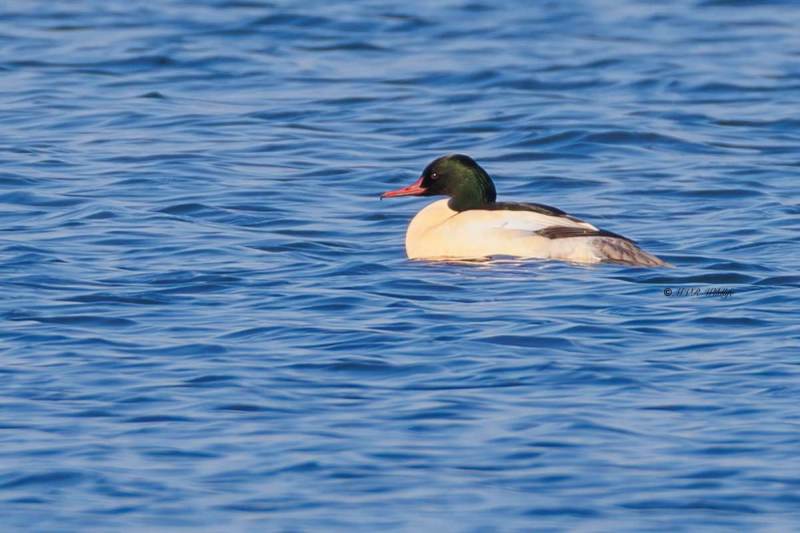 BR8A9741-Grote-Zaagbek-Mergus-merganser-Common-Merganser-Gansesager-Harle-bievre-Serreta-grande_1