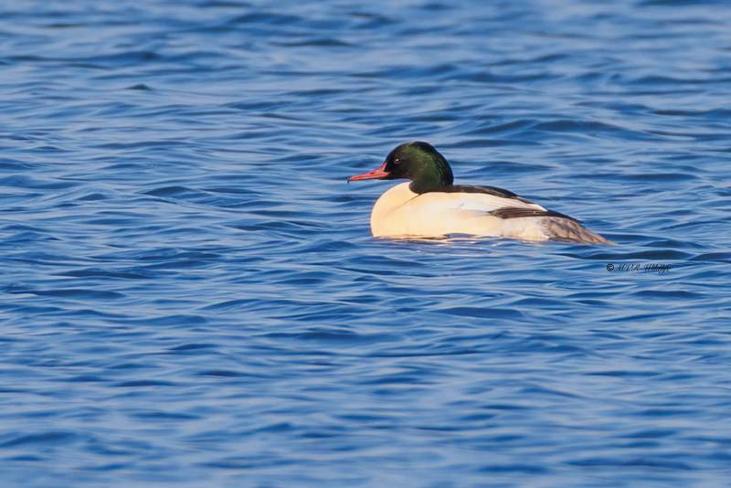 BR8A9741-Grote-Zaagbek-Mergus-merganser-Common-Merganser-Gansesager-Harle-bievre-Serreta-grande_1
