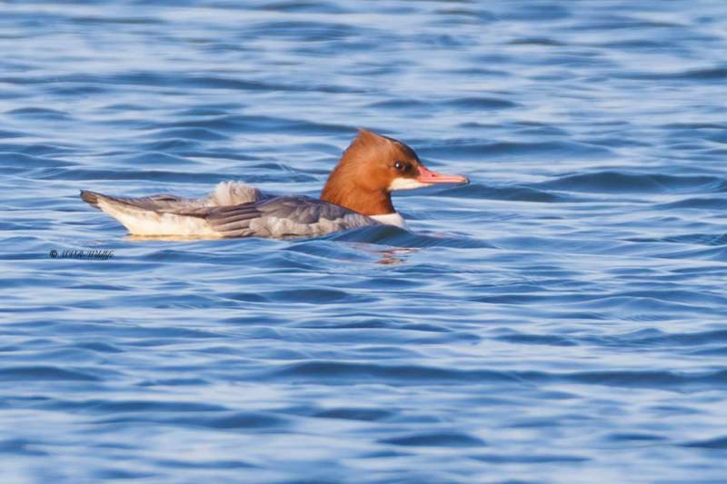 BR8A9962-Grote-Zaagbek-Mergus-merganser-Common-Merganser-Gansesager-Harle-bievre-Serreta-grande_1