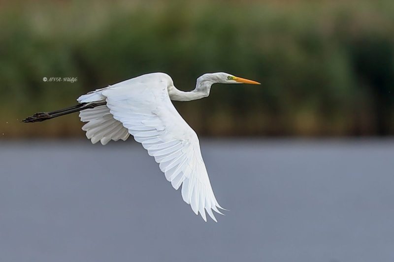 A34I3063-Grote-Zilverreiger-Great-Egret-Silberreiher-Grande-Aigrette-Garceta-grande_1