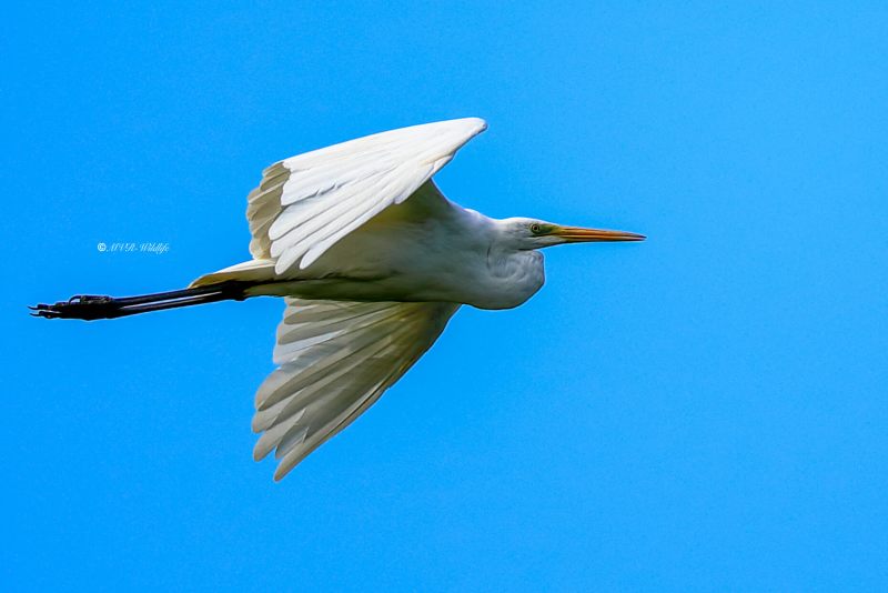 B65A3110-Grote-Zilverreiger-Great-Egret-Silberreiher-Grande-Aigrette-Garceta-grande_1