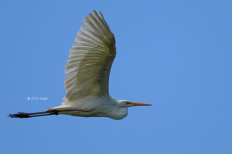 B65A3111-Grote-Zilverreiger-Great-Egret-Silberreiher-Grande-Aigrette-Garceta-grande_1